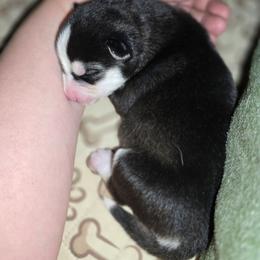 Ruby - Black and white female Siberian Husky puppy in Kansas City, Missouri from Anuun's Huskies