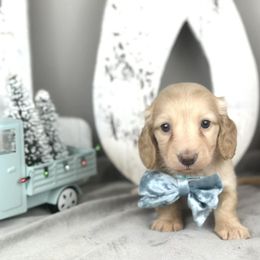 Fletcher - Cream male Dachshund puppy in Brenham, Texas from 1 Moore Dachshund