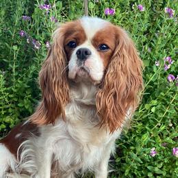 Susie - Cavalier King Charles Spaniel