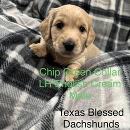 Chip Green Collar - Cream male Dachshund puppy in Dike, Texas from Texas Blessed Dachshunds