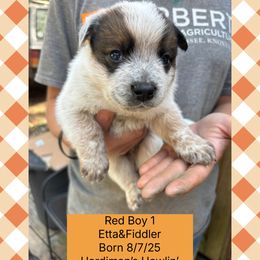 Australian Cattle Dog puppies from Hardiman’s Howlin’ Hounds