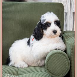 Pete - Black white and tan male Cockapoo puppy in Connersville, Indiana from Deaz Doodle Ranch
