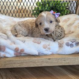 F1B Meet Paisley :) - Blenheim female Cavapoo puppy in Centerville, Iowa from Barnyard Dachshunds, Dals & Doodles