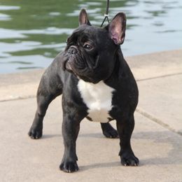 iRock - French Bulldog
