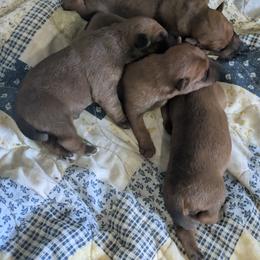 Purple girl - Red female Irish Terrier puppy in Spring Valley, Minnesota from Back Country Terriers