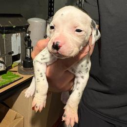 Cedarwood - White and black male Dalmatian puppy in Des Moines, Iowa from Spot Splattered Dalmatians