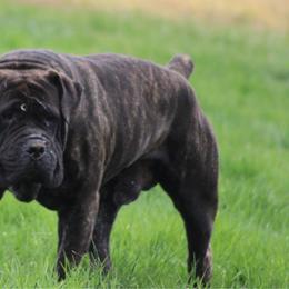 POLO - Boerboel
