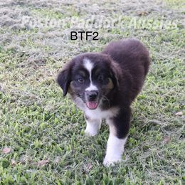 "$500" Aussiedoodle, Australian Shepherd, and Miniature Australian Shepherd Puppies from Poston Paddock Aussies LLC