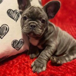 Bulldog and French Bulldog Puppies from Crystals Bulldog Bungalow