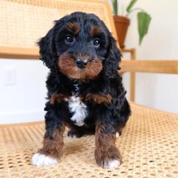 Luna - Black tri-color female Aussiedoodle puppy in Saratoga Springs, Utah from Sage & Paws Puppy co.