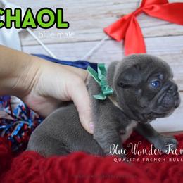 Chaol Westfall - Blue male French Bulldog puppy in Loxahatchee, Florida from Blue Wonder Frenchies