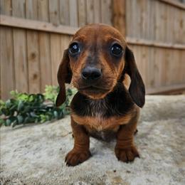 Willie 2800 - Red male Dachshund puppy in Anaconda, Montana from Montana Country Dachshunds