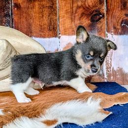 Matthew Cuthbert - Gray and white male American Corgi puppy in Paden, Oklahoma from Sunray Ranch