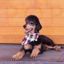 Poodle All Grown Up from Poodles of Pony Express