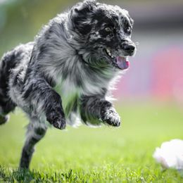 Viper - Australian Shepherd