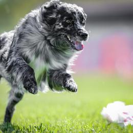 Viper - Australian Shepherd