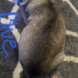 Siberian Husky Puppies from Alexandra's Siberian Huskies