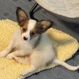 Winston - White and sable male Papillon puppy in Central Florida, Florida from Sunshine Papillons