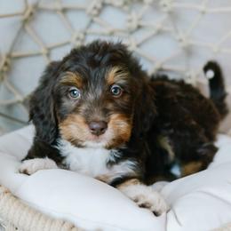 Oakley - male Australian Mountain Doodle puppy in Spanish Fork, Utah from K Brand Doodles