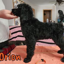Orion - Black Poodle puppy in Bishop, Texas from Mercury Standard Poodles