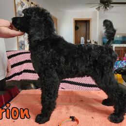 Orion - Black Poodle puppy in Bishop, Texas from Mercury Standard Poodles