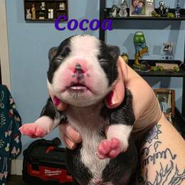 Cocoa - Black and white female Boston Terrier puppy in Columbus, Ohio from Bryn's AKC Bostons