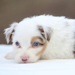 Cinnamon - Red merle male Toy Australian Shepherd puppy in Bauxite, Arkansas from J and B Mini Aussies