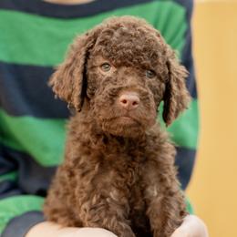 Constance - Brown female Poodle puppy in Grimsley, Tennessee from Above Standard Poodles