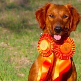 Phire - Golden Retriever