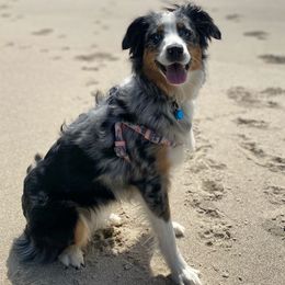 Miniature American Shepherds and Miniature Australian Shepherds from Opal’s Miniature Aussies
