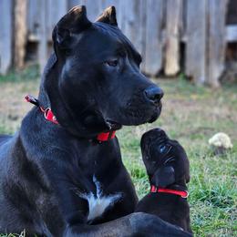 Ekko - Black male Cane Corso puppy in Houston, Texas from Zenith Cane Corso