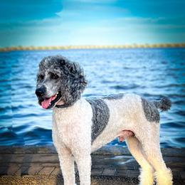 Cooper - Poodle