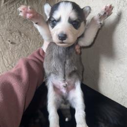 Boy 2 - Black and white male Siberian Husky puppy in Iron River, Wisconsin from Wiemeri Siberians
