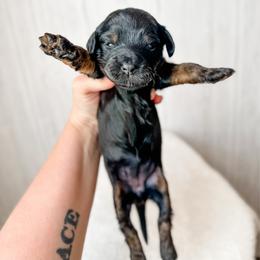 Eve - Black and tan female Assorted Doodle Crosses puppy in Arlington, Washington from Doodle Love Laugh