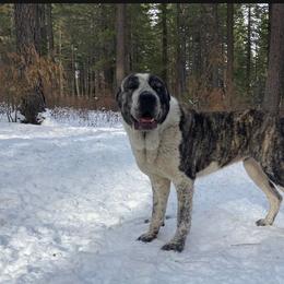 Central Asian Shepherd Dog All Grown Up from Alabaivalley