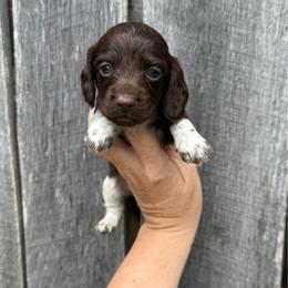 Nader - Boy 3 - Piebald male Dachshund puppy in Corbin, Kentucky from Steele Half Acre Homestead