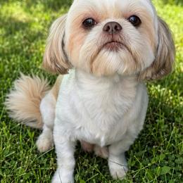 Happy - Shih Tzu