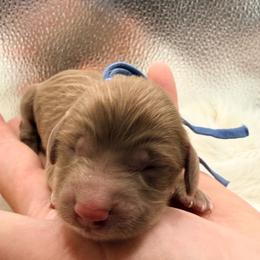 Navy collar - Cream male Dachshund puppy in Lexington, Oklahoma from BooneDox Miniature Dachshunds