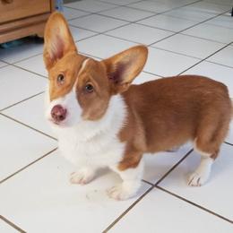 American Corgi and Pembroke Welsh Corgi Puppies from The Adirondack Corgi