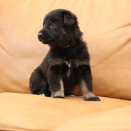 Yellow - Bi-color female German Shepherd puppy in Newport Beach, California from Vom Bismarkhaus