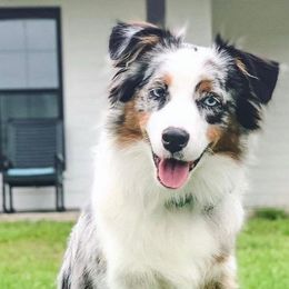 Australian Shepherds from Hazelwood's Aussies