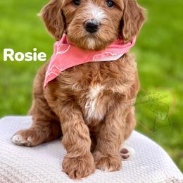 Bernedoodle and Goldendoodle Puppies from BrookeMarie’s Goldendoodle Love