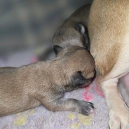 Cocoa - Fawn female Chihuahua puppy in Jacksonville, Florida from Precious Paws of Florida - Chihuahuas