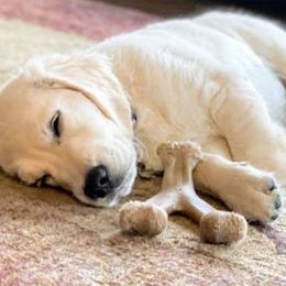 Golden Retriever Puppies from Sleepy Morning Goldens