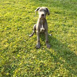 Buda - Blue Great Dane puppy in Marshall, Michigan from Dream K9