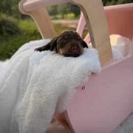 Blakely - Chocolate and tan female Dachshund puppy in Colbert, Georgia from Southern Drawl Dachshunds