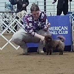 Pekingese, Pomeranians, and Poodles from Purple Diamonds Kennel
