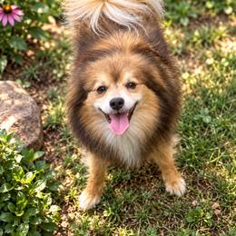 Tootie - Pomeranian