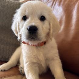 Orange boy 3500.00 - Light golden male Golden Retriever puppy in Pahrump, Nevada from Southern Nevada Goldens