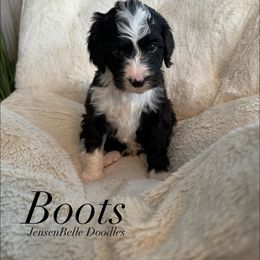 Bernedoodle, Goldendoodle, and Poodle Puppies from JensenBelle Doodles